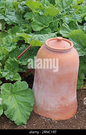 Rhabarber zwingen Pot Stockfoto