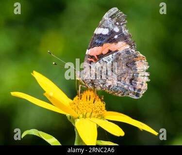 Roter Admiral-Schmetterling auf einer Blume, Vanessa Atalanta Stockfoto