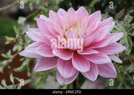 Dahlia, Karma Prospero Stockfoto