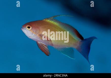 Männlicher Scalefin Anthias, Pseudanthias squamipinnis, zu viele Fischtauchplätze, Pulau Koon, zentrale Molukken, Indonesien Stockfoto