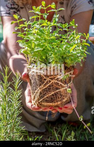 Weibliche Hände halten einen Minzsämling, der in einen Garten gepflanzt werden soll Stockfoto