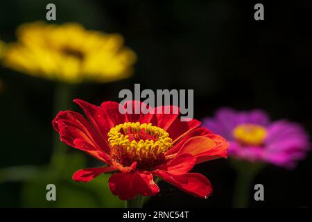 Bunte Gartenblumen auf dunklem Hintergrund. Selektiver Fokus Stockfoto
