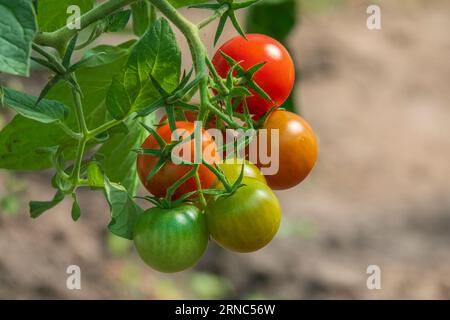 Junge Tomaten wachsen im Garten. Beliebtes Gemüse Stockfoto