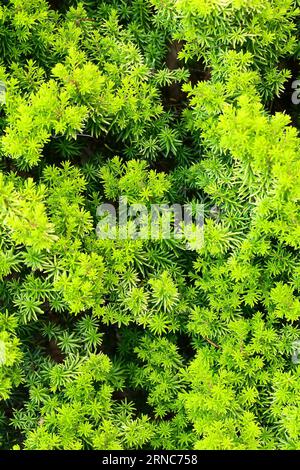 Nahaufnahme des frischen neuen Wachstums der grünen Blätter des hartsäurehaltigen, bodenliebenden Gartenstrauchs erica erigena f. aureifolia Thing Nee, oder Irish Heath. Stockfoto