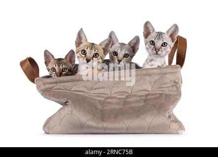 4er-Reihe Savannah-Katzenkätzchen, nebeneinander in einem beigefarbenen Samtkorb sitzend. Blick in Richtung Kamera. Isoliert auf weißem Hintergrund. Stockfoto