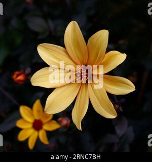 Nahaufnahme der hellgelben Blüte des Sommers lang bis zum ersten frostblühenden, zarten, mehrjährigen Garten Dahlia Bishop of York. Stockfoto