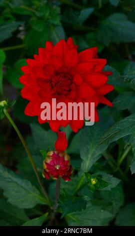 Nahaufnahme der dunkelroten Blume des Sommers lang bis zum ersten frostblühenden, zarten, ausdauernden Dahlia Edwins Sonnenuntergang. Stockfoto