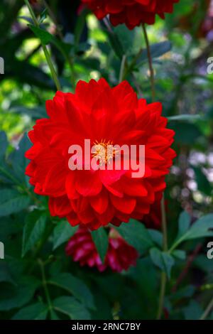 Nahaufnahme der dunkelroten Blume des Sommers lang bis zum ersten frostblühenden, zarten, ausdauernden Dahlia Edwins Sonnenuntergang. Stockfoto