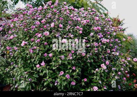 Nahaufnahme der lilafarbenen bis lila Blüten des hohen, aufrecht wachsenden, mehrjährigen Gartenstrauchs Hibiscus syriacus Souvenir de Charles Breton Stockfoto