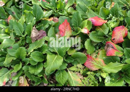 Nahaufnahme der immergrünen Blätter der niedrig wachsenden krautigen Staudenbepflanzung Bergenia Admiral oder Elefantenohren mit wechselnder Farbe. Stockfoto
