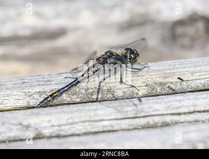 Black Darter (Sympetrum danae), männlich auf Holzplanke liegend, Dumfries, SW Schottland Stockfoto