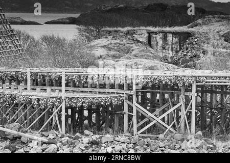 Schwarz-Weiß-Foto Von Fischflocken (Hjell) Bedeckt Mit Getrocknetem Kabeljau, Dominiert Die Hafenmauer In Der Lofoten-Inselstadt Svolvær, Norwegen Stockfoto