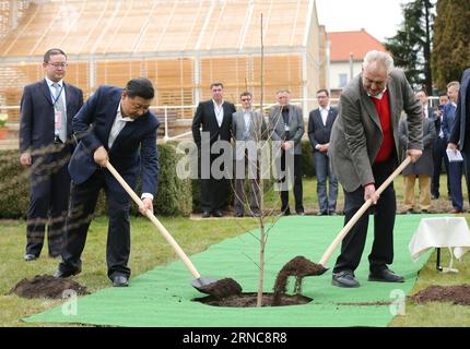 (160328) -- PRAG, 28. März 2016 -- der chinesische Präsident Xi Jinping (L-Front) und der tschechische Präsident Milos Zeman (R-Front) Pflanzen vor ihrem Treffen im Präsidentenschloss Lany in Zentralböhmen, Tschechische Republik, am 28. März 2016 einen Ginkgo-Biloba-Baum aus China. XI begann einen dreitägigen Staatsbesuch in der Tschechischen Republik ab Montag, dem ersten Staatsbesuch eines chinesischen Präsidenten seit 67 Jahren, seit die beiden Länder diplomatische Beziehungen aufgebaut haben. ) (Wjq) TSCHECHISCHE REPUBLIK-PRAG-CHINA-XI JINPING-BESUCH LanxHongguang PUBLICATIONxNOTxINxCHN Prag März 28 2016 chinesischer Präsident Xi Jinping l fro Stockfoto