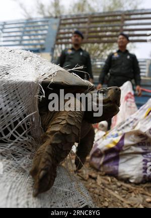 (160329) -- PHNOM PENH, 29. März 2016 -- Foto aufgenommen am 29. März 2016 zeigt eine Schildkröte in einem Sack verpackt in der südlichen Provinz Kandal, Kambodscha. Die kambodschanische Forstverwaltung hat 102 gefährdete Schildkröten und 17 Pythonen bei einem Überfall auf einen Lastwagen in der südlichen Provinz Kandal konfisziert, sagte ein Beamter am Dienstag. KAMBODSCHA-PHNOM PENH-KONFISZIERUNG GEFÄHRDETE SCHILDKRÖTEN Sovannara PUBLICATIONxNOTxINxCHN Phnom Penh März 29 2016 Foto aufgenommen AM März 29 2016 zeigt eine Schildkröte verpackt in einer Tüte in der Südkandalprovinz Kambodscha S Forest Administration hat 102 gefährdete konfisziert Stockfoto