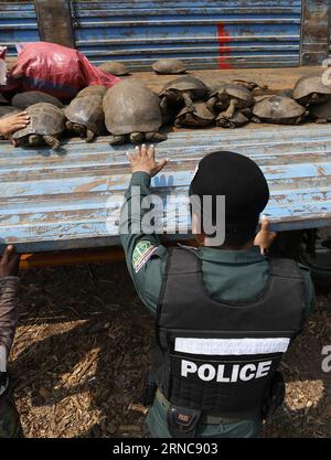 Bilder des Tages (160329) -- PHNOM PENH, 29. März 2016 -- Ein Polizeibeamter entfernt am 29. März 2016 beschlagnahmte Schildkröten von einem LKW in der Provinz Kandal im Süden Kambodschas. Die kambodschanische Forstverwaltung hat 102 gefährdete Schildkröten und 17 Pythonen bei einem Überfall auf einen Lastwagen in der südlichen Provinz Kandal konfisziert, sagte ein Beamter am Dienstag. KAMBODSCHA-PHNOM PENH-KONFISZIERUNG GEFÄHRDETE SCHILDKRÖTEN Sovannara PUBLICATIONxNOTxINxCHN Bilder der Tag Phnom Penh März 29 2016 ein Polizeibeamter entfernt beschlagnahmte Schildkröte von einem LKW in der Südkandal Provinz Kambodscha AM 29 2016. März für Kambodscha S Stockfoto