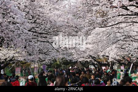(160401) -- TOKIO, 1. April 2016 -- Foto vom 1. April 2016 zeigt Kirschblüten in voller Blüte in Tokio, Japan. ) JAPAN-TOKIO-KIRSCHBLÜTEN LiuxTian PUBLICATIONxNOTxINxCHN Tokio April 1 2016 Foto aufgenommen AM 1. April 2016 zeigt Kirschblüten in voller Blüte in Tokio Japan Japan Tokio Kirschblüten LiuxTian PUBLICATIONxNOTxINxCHN Stockfoto