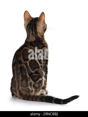 Getrübte, schwarze, tabby gefleckte, bengalische Katzenkätzchen, die rückwärts sitzen und ein Muster zeigen. Keine Fläche. Isoliert auf weißem Hintergrund. Stockfoto