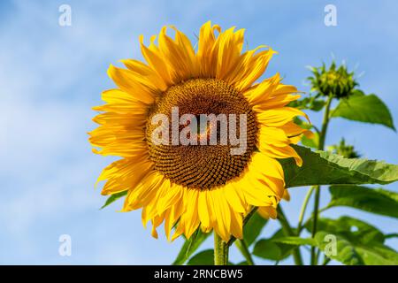 Große gelbe Blume der gewöhnlichen Sonnenblume, Helianthus annuus, Pflanze wächst gegen blaues SkySuffolk, England, Großbritannien Stockfoto