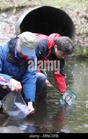 (160406) -- VANCOUVER, 5. April 2016 -- Umweltforscher geben jungen Lachs in den Wasserweg am Guichon Creek in Burnaby, Kanada, 5. April 2016 frei. Forscher des Rivers Institute of British Columbia Institute of Technology (BCIT) und eine Gruppe von Kindern geben etwa 20.000 junge Lachse in Burnaby s Guichon Creek frei, um die ökologische Umwelt zu testen und zu zeigen, wie erfolgreich die Wiederherstellung des Baches in den letzten Jahrzehnten war. ) KANADA-VANCOUVER-UMWELT LiangxSen PUBLICATIONxNOTxINxCHN Vancouver 5. April 2016 Umweltforscher Release juvenile Salmo Stockfoto