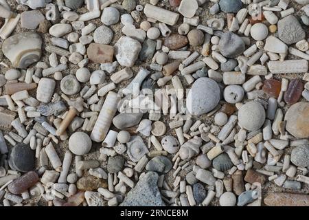 Die Fossilien wurden am Strand von Lubmin am Greifswalder Bodden gefunden Stockfoto