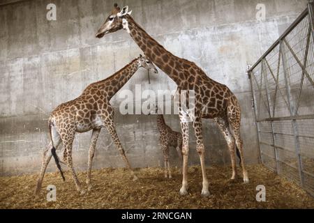 Giraffennachwuchs im Zoo von Jerusalem (160411) -- JERUSALEM, 10. April 2016 -- Adis, ein drei Wochen altes männliches südafrikanisches Giraffkalb, steht zwischen seiner Mutter und seiner Großmutter im Bibelzoo Jerusalem am 10. April 2016. ) MIDEAST-JERUSALEM ZOO-BABY GIRAFFE GilxCohenxMagen PUBLICATIONxNOTxINxCHN Giraffennachwuchs im Zoo von Jerusalem 160411 Jerusalem 10. April 2016 adis ein dreiwöchiges altes männliches südafrikanisches Giraffen-Kalb steht zwischen seiner Mutter und seiner Großmutter IM biblischen Zoo von Jerusalem AM 10. April 2016 Mideast Jerusalem Zoo Baby Giraffe GilxCohenxMagen PUBLTxCHINNN Stockfoto