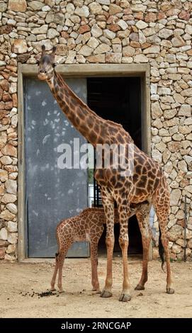 Giraffennachwuchs im Zoo von Jerusalem (160411) -- JERUSALEM, 10. April 2016 -- Adis, ein dreiwöchiges männliches südafrikanisches Giraffkalb, saugt von seiner Mutter am 10. April 2016 im Jerusalemer Bibelzoo. MIDEAST-JERUSALEM ZOO-BABY GIRAFFE GilxCohenxMagen PUBLICATIONxNOTxINxCHN Giraffennachwuchs im Zoo von Jerusalem 160411 Jerusalem 10. April 2016 adis ein dreiwöchiges altes männliches südafrikanisches Giraffe Kalb säugt von seiner Mutter IM biblischen Zoo von Jerusalem AM 10. April 2016 Mideast Jerusalem Zoo Baby Giraffe GilxCohenxPUNOBLATXMagen Stockfoto
