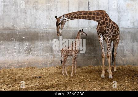 Bilder des Tages Giraffennachwuchs im Zoo von Jerusalem (160411) -- JERUSALEM, 10. April 2016 -- Adis, ein dreiwöchiges männliches südafrikanisches Giraffen-Kalb, steht am 10. April 2016 in der Nähe seiner Mutter im Jerusalemer Bibelzoo. MIDEAST-JERUSALEM ZOO-BABY GIRAFFE GilxCohenxMagen PUBLICATIONxNOTxINxCHN Bilder der Tag Giraffennachwuchs im Zoo von Jerusalem 160411 Jerusalem 10. April 2016 adis ein dreiwöchiges altes männliches südafrikanisches Giraffe Kalb steht IN der Nähe seiner Mutter AM 10. April 2016 Mideast Jerusalem Zoo Baby Giraffe GilxCohenxPUBLATxMagen Stockfoto