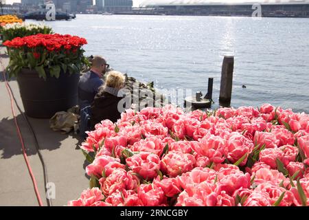 (160411) -- AMSTERDAM, 11. April 2016 -- Foto vom 11. April 2016 zeigt Tulpen in voller Blüte auf einer Straße in Amsterdam, Niederlande. Mehr als 60 Orte in Amsterdam sind ausgewählt, um die berühmte niederländische BlumenTulpe im Frühjahr 2016 zu präsentieren.) NIEDERLANDE-AMSTERDAM-TULPENFESTIVAL SylviaxLederer PUBLICATIONxNOTxINxCHN 160411 Amsterdam 11. April 2016 Foto aufgenommen AM 11. April 2016 zeigt TULPEN in voller Blüte AUF einer Straße in Amsterdam die Niederlande mehr als 60 Standorte in Amsterdam sind ausgewählt, um die berühmte niederländische TULPE im Frühjahr 2016 Niederlande Amste zu präsentieren Stockfoto