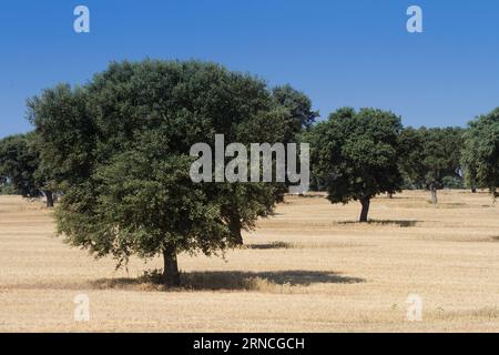 Weide in Salamanca, Castilla y Leon, Spanien Stockfoto