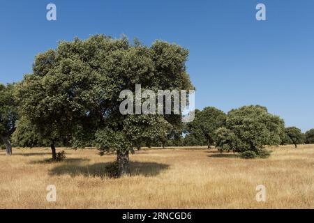 Weide in Salamanca, Castilla y Leon, Spanien Stockfoto