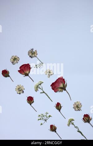 Ein Muster gepresster getrockneter Blumen auf weißem Hintergrund Stockfoto