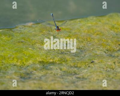 Rotäugige Jungfliege, Erythromma najas, einzelnes Insekt im Flug, Warwickshire, August 2023 Stockfoto