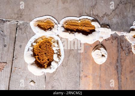 Grosser Hausdestruktivpilz auf dem Boden des Wohngebäudes. Stockfoto