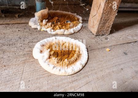 Pilzbefall von Holzelementen in Strukturen, Nahaufnahme Stockfoto