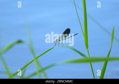 Ein Männchen gebänderter demoiselle (Calopteryx splendens), der auf einem Gras ruht, sonniger Tag im Sommer, Wien (Österreich) Stockfoto