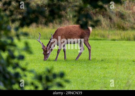 Rotwild ernährt sich von kurzem Gras in Glenfinnan, Highlands, Schottland Stockfoto