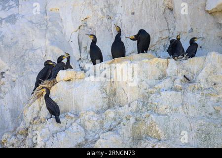 Eine Gruppe großer Kormorane ruht in ihren Nestern auf einer Klippe in der Nähe des Meeres in Nordfrankreich Stockfoto