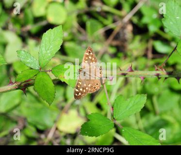 Gesprenkelter Holzfalter auf Bramble. Stockfoto