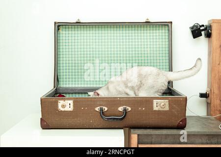Neugierige britische weiße Katze in einem alten alten Koffer. Isoliert auf blau. Stockfoto