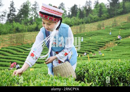 (160419) -- YUQING, 19. April 2016 -- Eine Frau der ethnischen Gruppe Bai pickt Teeblätter im Erlong-Teegarten im Yuqing County, südwestchinesische Provinz Guizhou, 19. April 2016. Dienstag markiert Guyu, oder Kornregen, den 6. Sonnentag nach dem chinesischen traditionellen Mondkalender, und es ist der richtige Zeitpunkt, um jedes Jahr Tee zu pflücken.)(wjq) CHINA-GUIZHOU-GUYU-TEA PICKING (CN) LiuxXu PUBLICATIONxNOTxINxCHN 160419 Yuqing 19. April 2016 eine Frau der Bai Ethnic Group pickt Teeblätter im Erlong Tea Garden IM Yuqing County Südwest China S Guizhou Provinz 19. April 2016 Dienstag Marks Guyu oder Dienstag Körnung Stockfoto