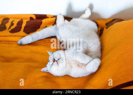 Wunderschöne silberne britische Kurzhaarkatze schläft in einer lustigen Position auf einer Bettdecke. Stockfoto