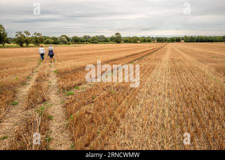 Barcombe, 29. August 2023: Ein kürzlich geerntetes Weizenfeld Stockfoto