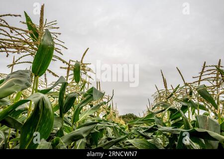 Barcombe, 29. August 2023: Ein Maisfeld in Sussex Stockfoto