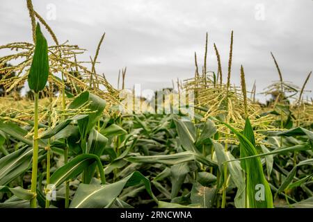 Barcombe, 29. August 2023: Ein Maisfeld in Sussex Stockfoto