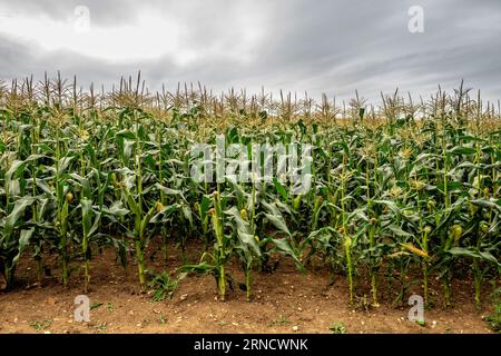 Barcombe, 29. August 2023: Ein Maisfeld in Sussex Stockfoto