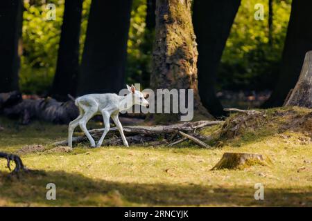 Ein kleines, junges Rentier, das auf einem üppigen, grasbewachsenen Feld, umgeben von hohen Bäumen, spaziert Stockfoto