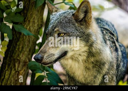 Ein majestätischer iberischer Wolf (Canis Lupus signatus) in einem bewaldeten Gebiet, der seine Umgebung vermisst Stockfoto