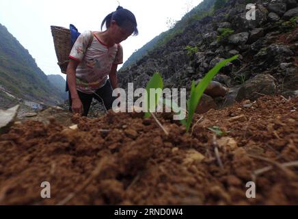 (160427) -- DAHUA, 27. April 2016 -- Ein Dorfbewohner spaziert auf einer bergigen Straße im Dorf Bahao der Gemeinde Bansheng der Autonomen Region Dahua Yao, südchinesisches autonomes Guangxi Zhuang County, 14. April 2016. Die Städte Qibainong und Bansheng, die Hunderte von Vertiefungen mit einer durchschnittlichen Tiefe von 105 Metern haben, befinden sich zwischen Bergen mit einer Höhe von 800-1000 Metern. Die Pro-Kopf-Anbauflächen liegen jedoch unter 0,25 mu (0,017 Hektar) in diesem felsigen Gebiet, und die Bewohner müssen hier durch Niederschläge Zugang zu trinkbarem Wasser haben. Seit den 1990er Jahren hat die lokale Regierung eine Antihilfe eingeleitet Stockfoto