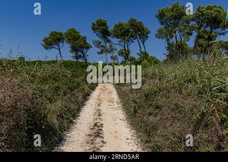 Heißes Wetter in Kroatien trocknete Boden auf der Kamenjak-Halbinsel in Kroatien Stockfoto