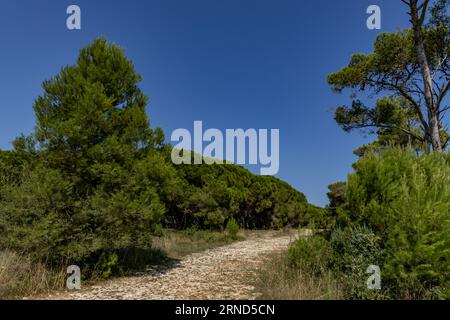 Heißes Wetter in Kroatien trocknete Boden auf der Kamenjak-Halbinsel in Kroatien Stockfoto